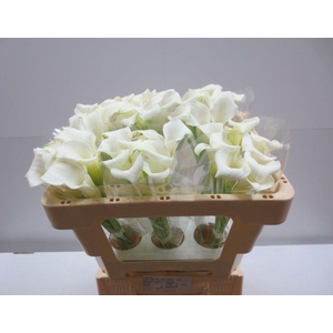 Zantedeschia crystal blush