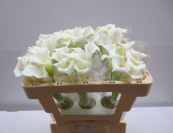 <h4>Zantedeschia crystal blush</h4>