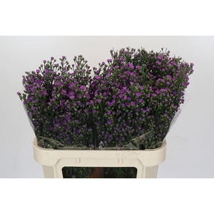 ASTER N-B 'ASTEE MINI BABY PINK'