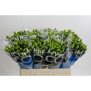Hypericum Coco Bamboo
