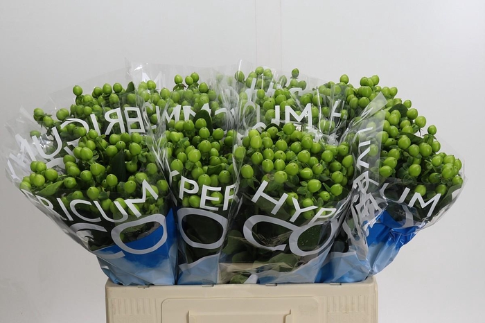 <h4>Hypericum Coco Bamboo</h4>
