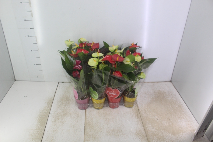 <h4>ANTHURIUM VARIADO P09</h4>