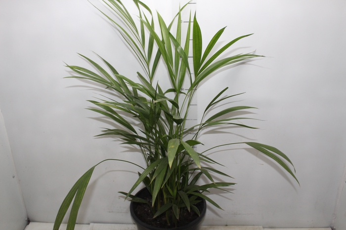 <h4>ARECA BAMBU P24</h4>