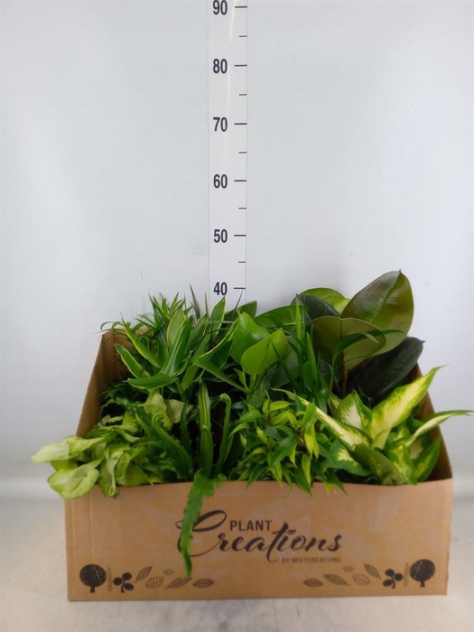 <h4>Planten Groen   ...mix 12</h4>