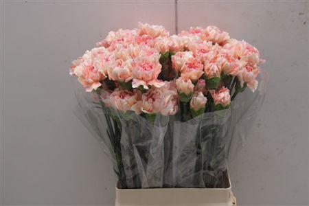 <h4>Di St Happy Hosi</h4>