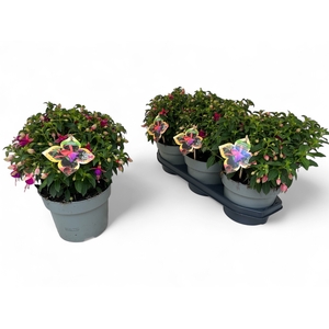 FUCHSIA JOL NANTES