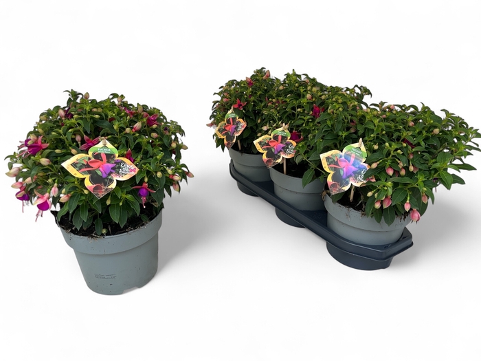 <h4>FUCHSIA JOL NANTES</h4>