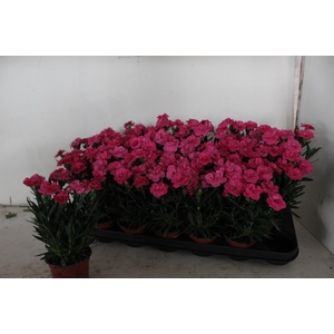DIAN OSC NEON PINK