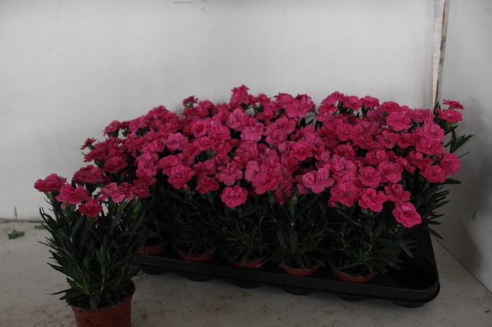 <h4>DIAN OSC NEON PINK</h4>