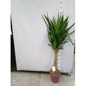 Yucca elephantipes   ...