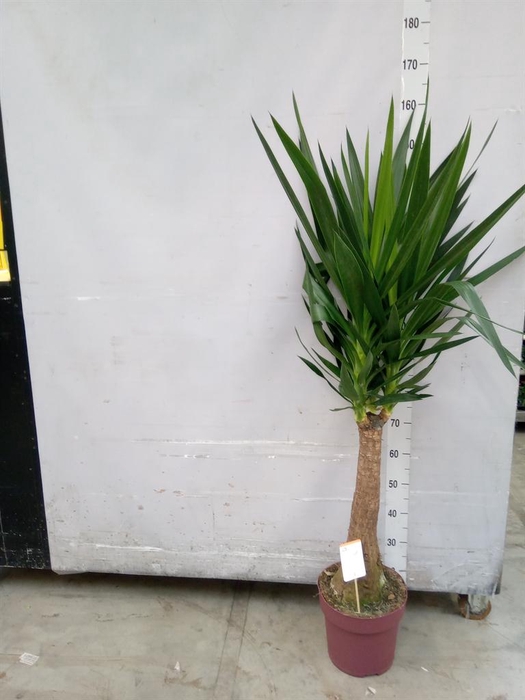 <h4>Yucca elephantipes   ...</h4>