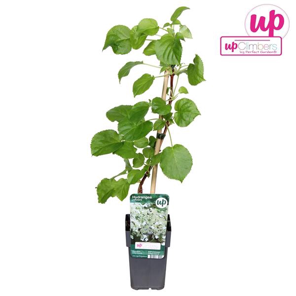 <h4>Hydrangea petiolaris P12</h4>