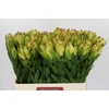 Leucadendron Goldstrike