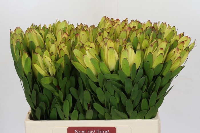 Leucadendron Goldstrike
