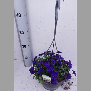 VIO CO SOR XP BLUEBL