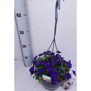 VIO CO SOR XP BLUEBL