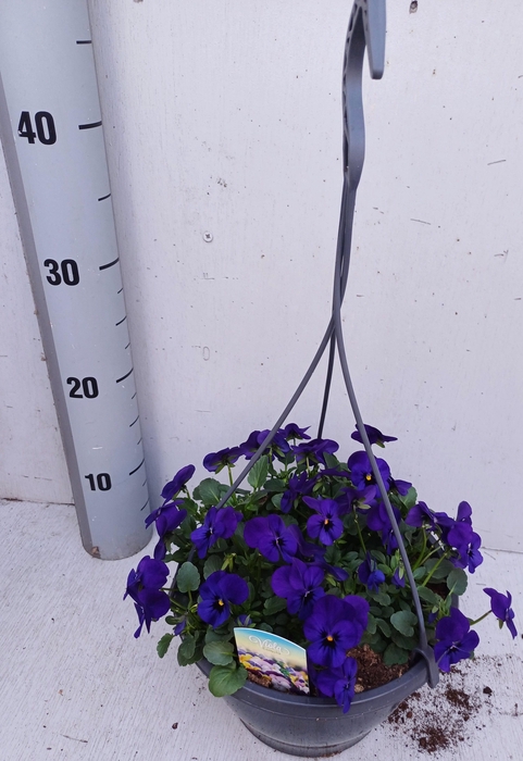 <h4>VIO CO SOR XP BLUEBL</h4>