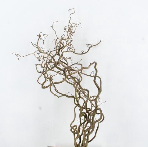 <h4>CORYL AV CONTORTA</h4>