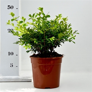 Buxus microphylla 'Herrenhausen' 15-20cm bodembedekker