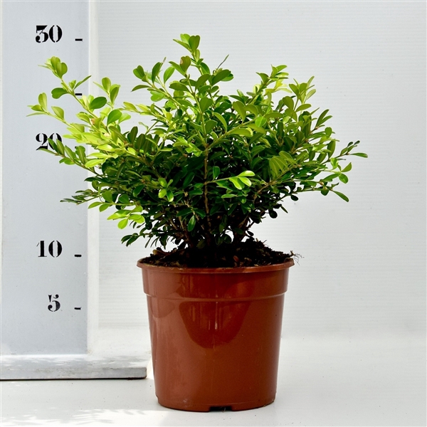 <h4>Buxus microphylla 'Herrenhausen' 15-20cm bodembedekker</h4>