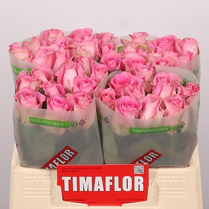 <h4>R GR REVIVAL</h4>