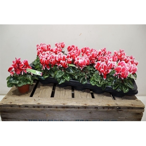 Cycl Kl Smartiz Fant