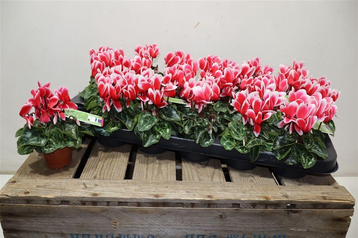 <h4>Cycl Kl Smartiz Fant</h4>