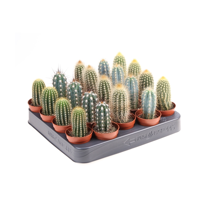 <h4>Cactus zuil mix</h4>