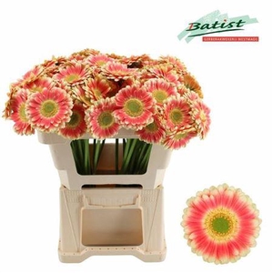 Gerbera mini Tompouce