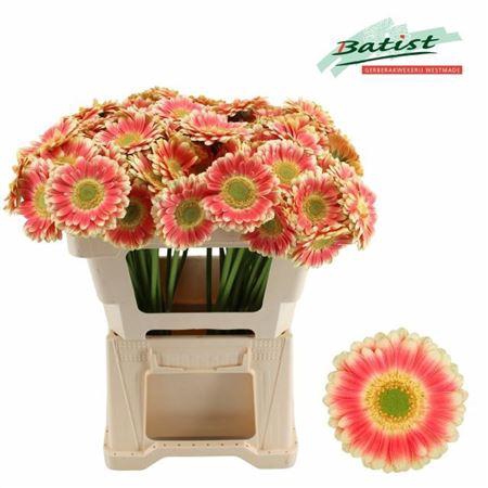 <h4>Gerbera mini Tompouce</h4>