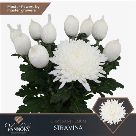 <h4>CHR G STRAVINA</h4>