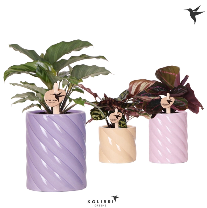 <h4>Kolibri Greens Calathea mix in Candy pot pink mix</h4>