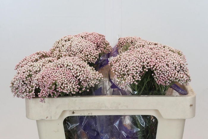 <h4>Ozothamnus Cooks Tall Pink</h4>