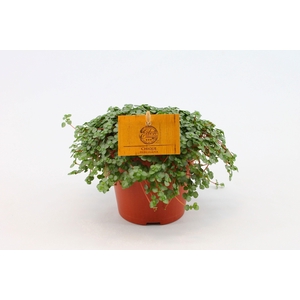 Pilea Glauca 12cm