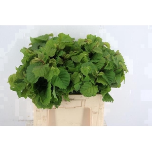 CORYLUSBLAD AUREA GREEN 060CM