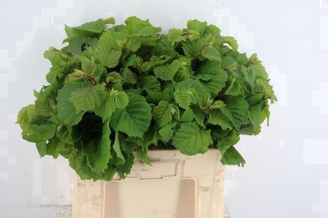 <h4>CORYLUSBLAD AUREA GREEN 060CM</h4>
