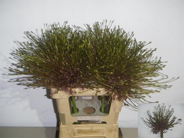 <h4>Allium Schubertii</h4>