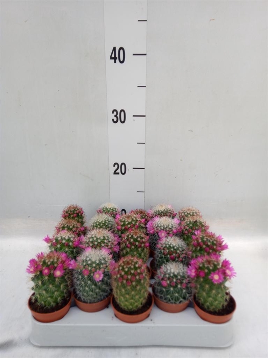 <h4>Cactus   ...flowering mix</h4>