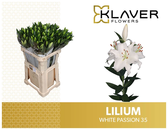 <h4>LI OR WHITE PASSION 35</h4>