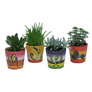 Succulent mix 8,5 cm in mexico sierpot