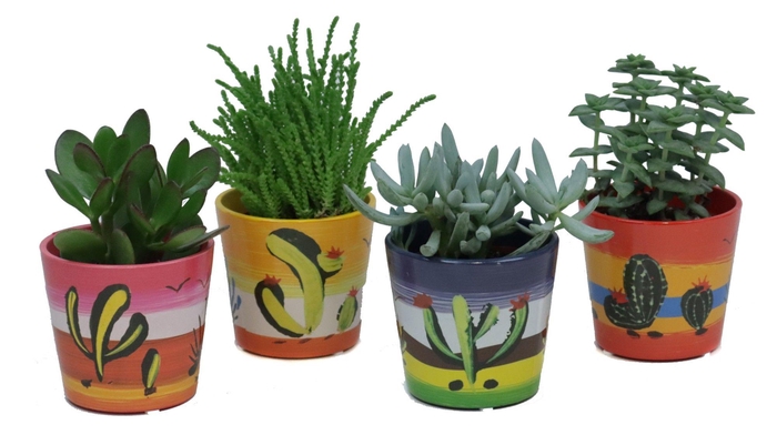 <h4>Succulent mix 8,5 cm in mexico sierpot</h4>