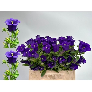 CAMP M CAM DEEP BLUE