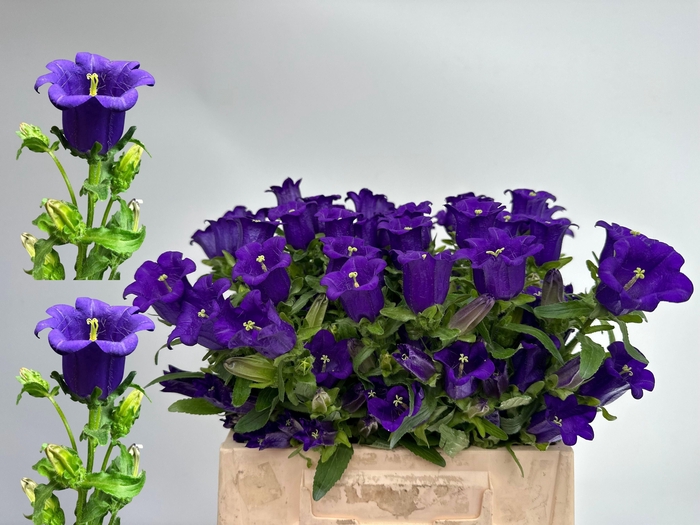 <h4>CAMP M CAM DEEP BLUE</h4>