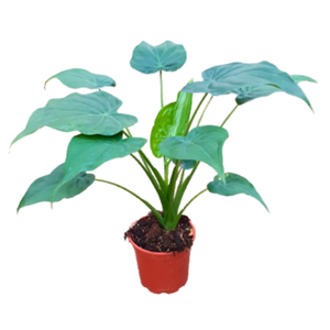 Alocasia cucullata