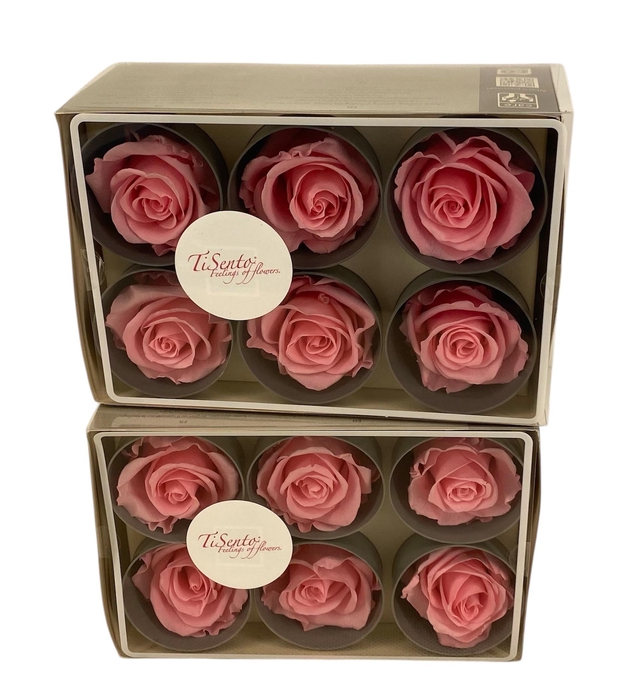 <h4>ARR ROSA POT H%</h4>