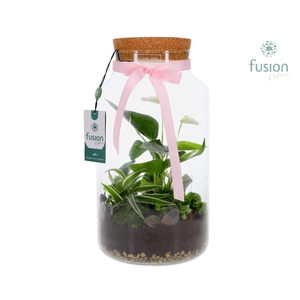 Green Bottle Pot Large Anthurium arrangement