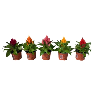 Celosia Argentea Plumosa