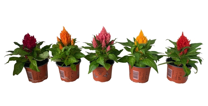 <h4>Celosia Argentea Plumosa</h4>
