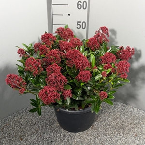 Skimmia japonica 'Rubesta'