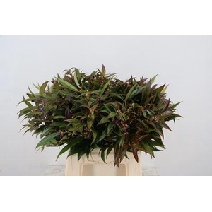 Leucothoe walteri 'Rainbow'